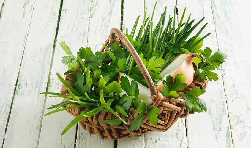 Herbes - Jardin des herbes classique