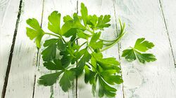 Erbe - Jardin des herbes classique