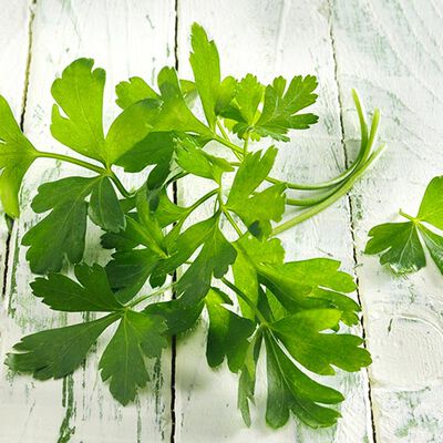 Erbe - Kr&auml;utergarten Petersilie