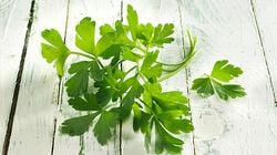 Erbe - Jardin des herbes classique