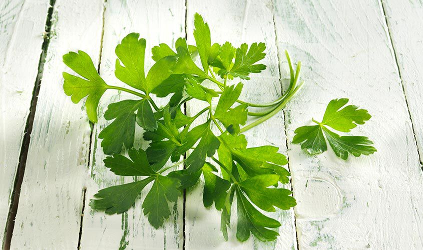 Herbes - Jardin des herbes persil