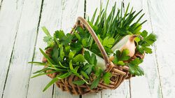 Erbe - Jardin des herbes classique