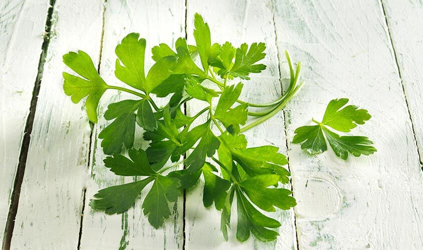 Erbe - Orto degli Aromi Prezzemolo