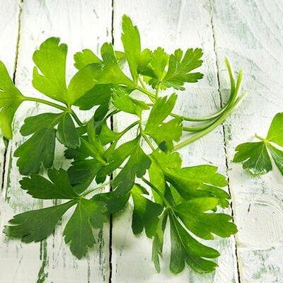 Erbe - Kräutergarten Petersilie